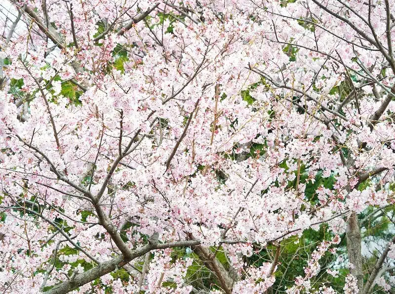 Cherry blossoms in Jeju Island