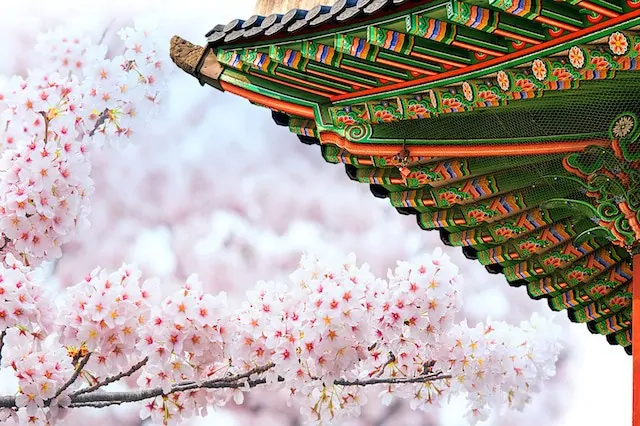 Gyeongbokgung Palace With Cherry Blossom