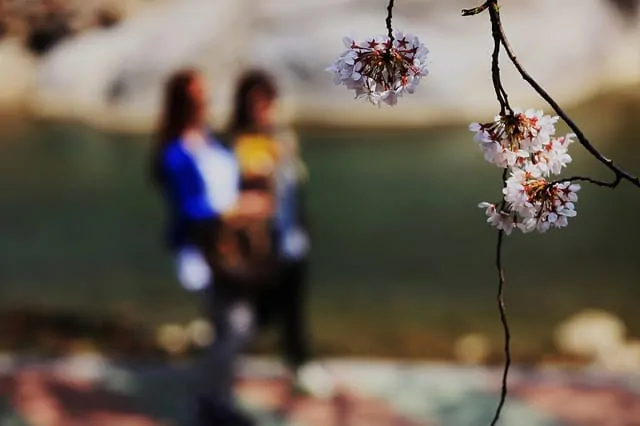 Hwagae Cherry Blossoms