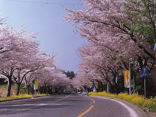 Jeju King Cherry Blossom