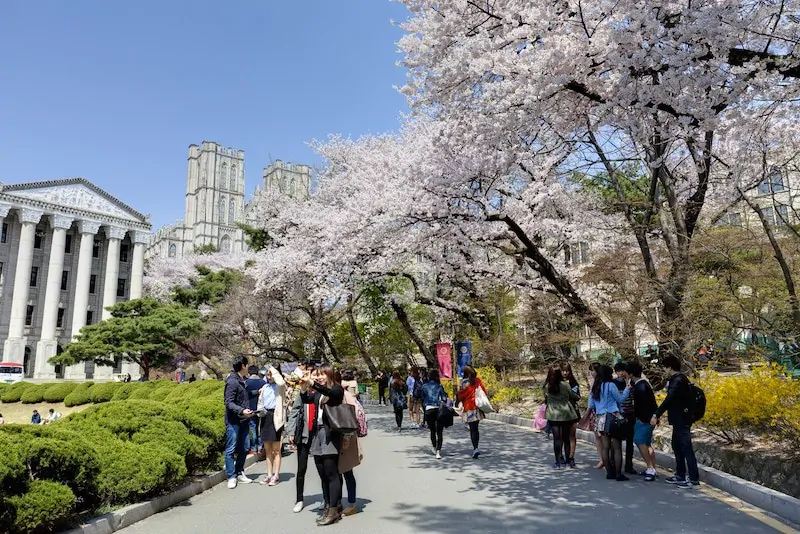 Cherry Blossoms at KyungHee University