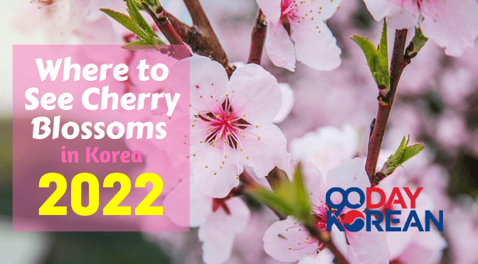 Where to See Cherry Blossoms in Korea 2022