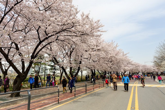 Yeouido Cherry Blossom Festival Korea