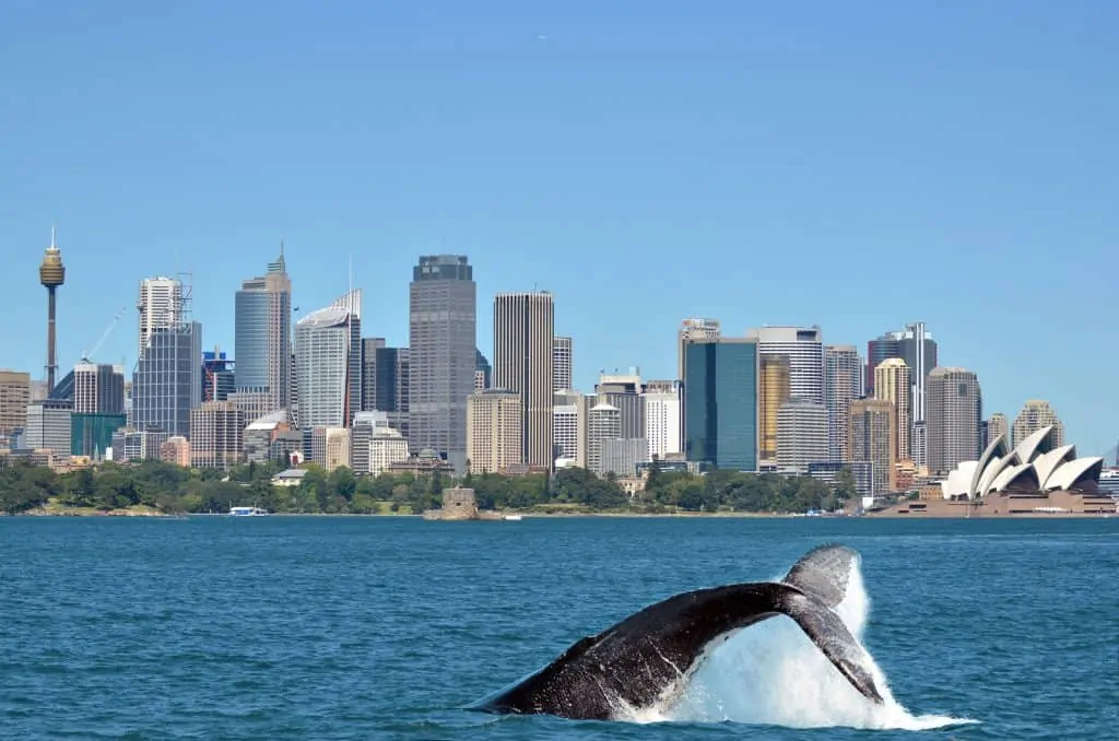View of Sydney, Australia skyline with a whale diving back into the ocean