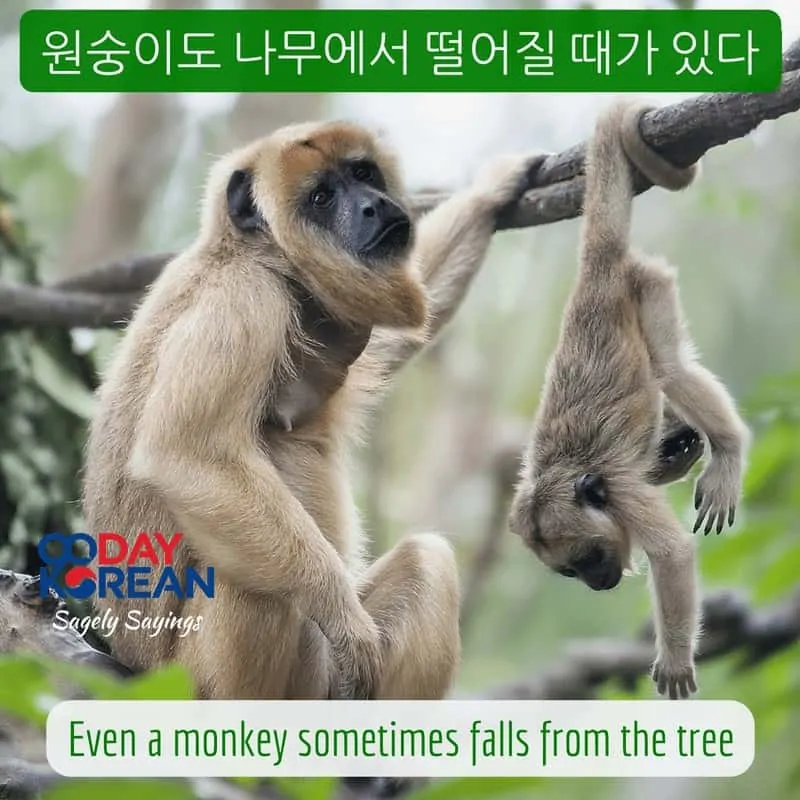 Even a monkey sometimes falls from the tree