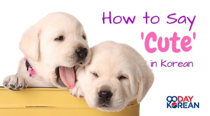How To Say "Cute" In Korean - Guide To Being Adorable