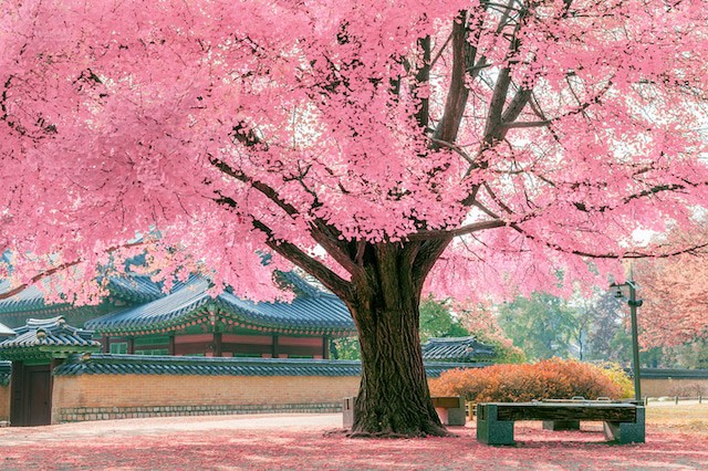 Cherry Blossoms in Spring