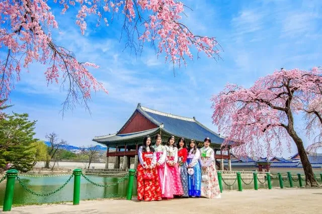 Women wearing hanbok with cherry blossoms in the background
