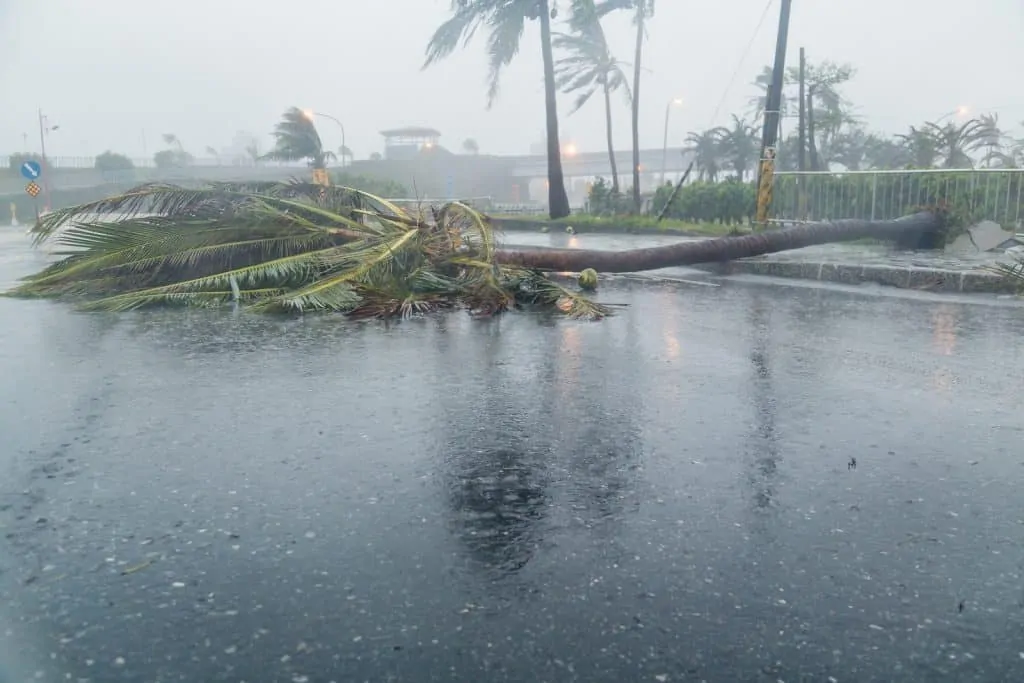 Palm tree knocked down from a storm