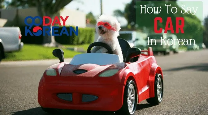 A white dog with a sunglass driving a toy car