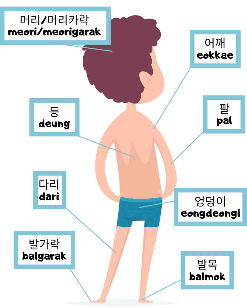 Body Parts in Korean | LaptrinhX / News