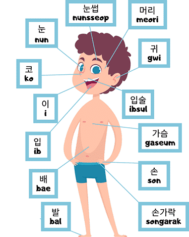 boy with diagram of front body parts in Korean