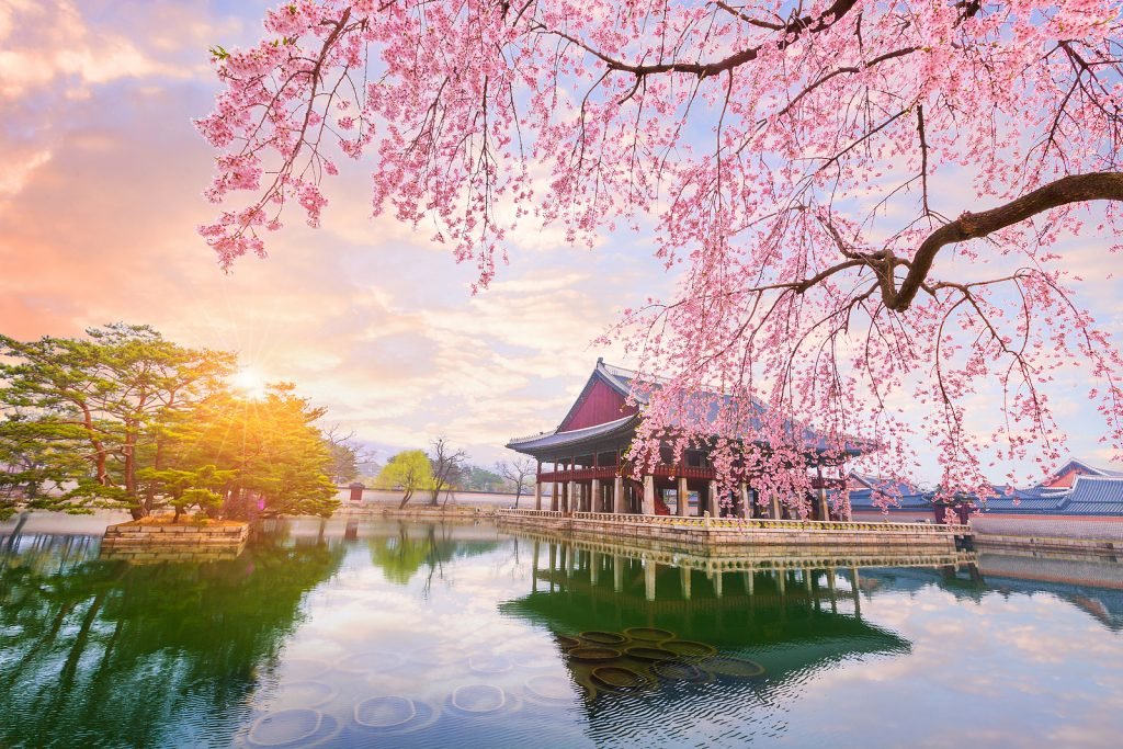 Gyeongbokgung Palace With Cherry Blossom Tree In Spring Time Season